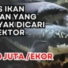 Dihargai Rp20 Juta Per Ekor, Inilah Jenis Ikan Toman yang Banyak Dicari Kolektor