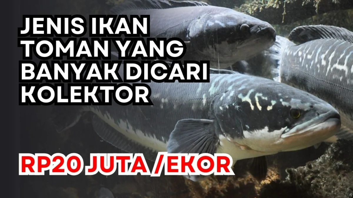 Dihargai Rp20 Juta Per Ekor, Inilah Jenis Ikan Toman yang Banyak Dicari Kolektor