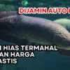 Miliki Ikan Ini, Dijamin Auto Kaya! 7 Ikan Hias Termahal dengan Harga Fantastis