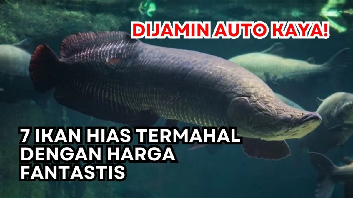 Miliki Ikan Ini, Dijamin Auto Kaya! 7 Ikan Hias Termahal dengan Harga Fantastis