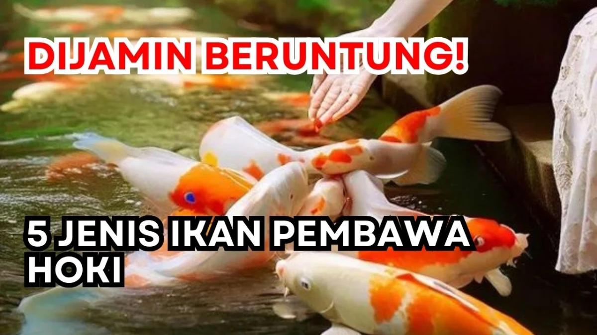 Pelihara Ikan Ini, Dijamin Beruntung! 5 Jenis Ikan Pembawa Hoki