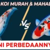 Cara Mengenali Perbedaan Ikan Koi Murah dan Mahal