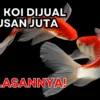 Ikan Koi Dijual Ratusan Juta, Ini Alasannya!