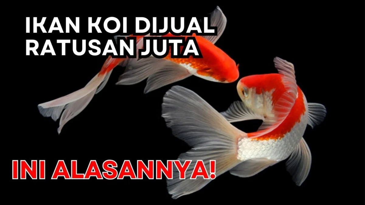 Ikan Koi Dijual Ratusan Juta, Ini Alasannya!