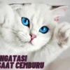 Beginilah! Cara Mengatasi Kucing Saat Cemburu, Saat ada Hal Tidak Diduga