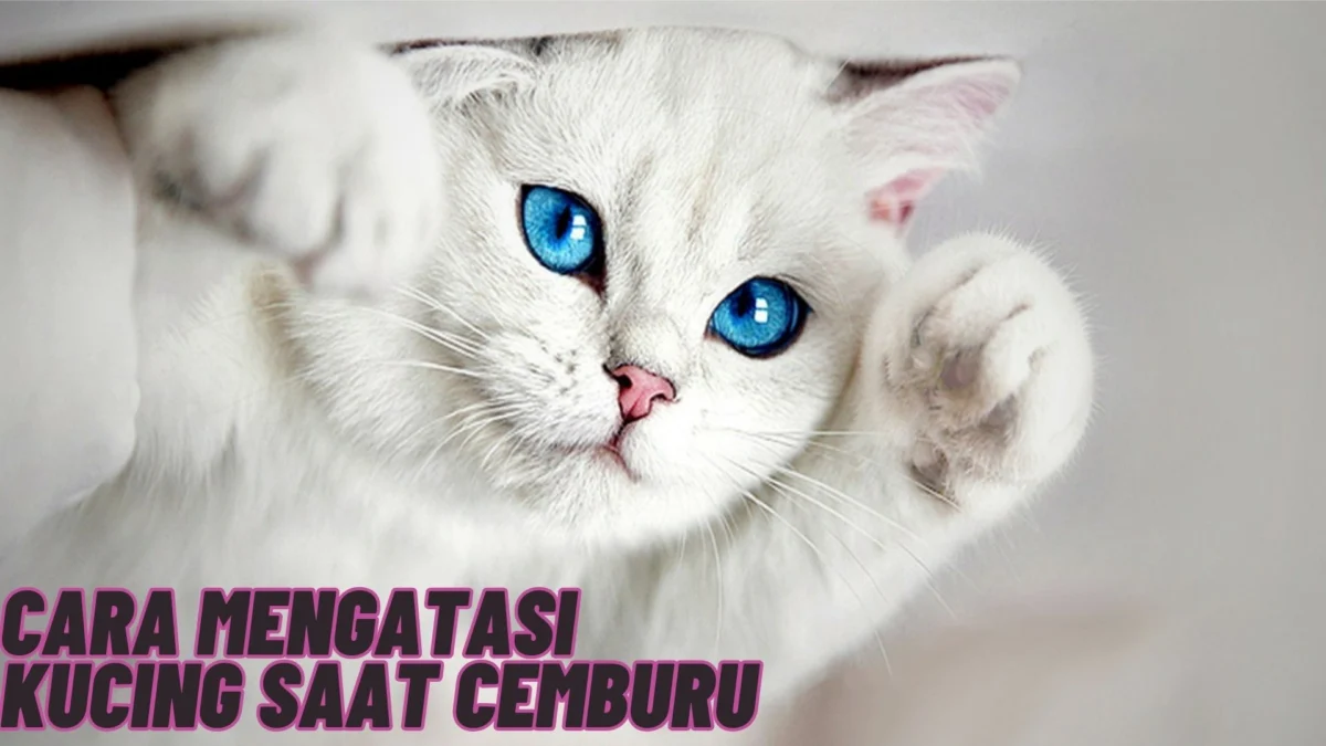 Beginilah! Cara Mengatasi Kucing Saat Cemburu, Saat ada Hal Tidak Diduga