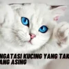 Beginilah! Cara Mengatasi Kucing yang Takut pada Orang Asing, Simak Penjelasannya Disini