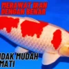 Beginilah Cara Merawat Ikan Koin Dengan Benar Agar Tidak Mudah Mati