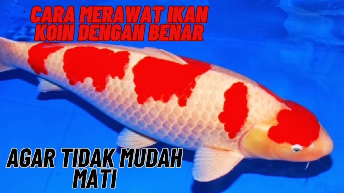 Beginilah Cara Merawat Ikan Koin Dengan Benar Agar Tidak Mudah Mati