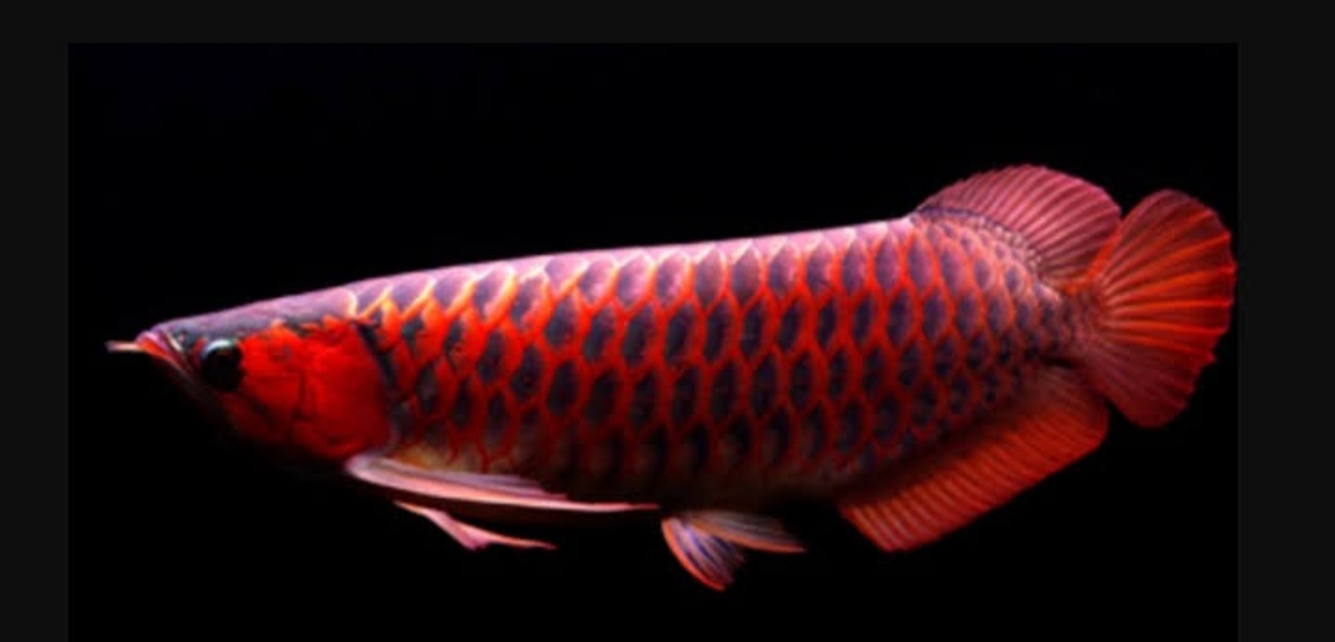 3 Jenis Ikan Hias Paling Dicari Kolektor Kaya Raya, Jika Punya Buruan Jual Kesini!