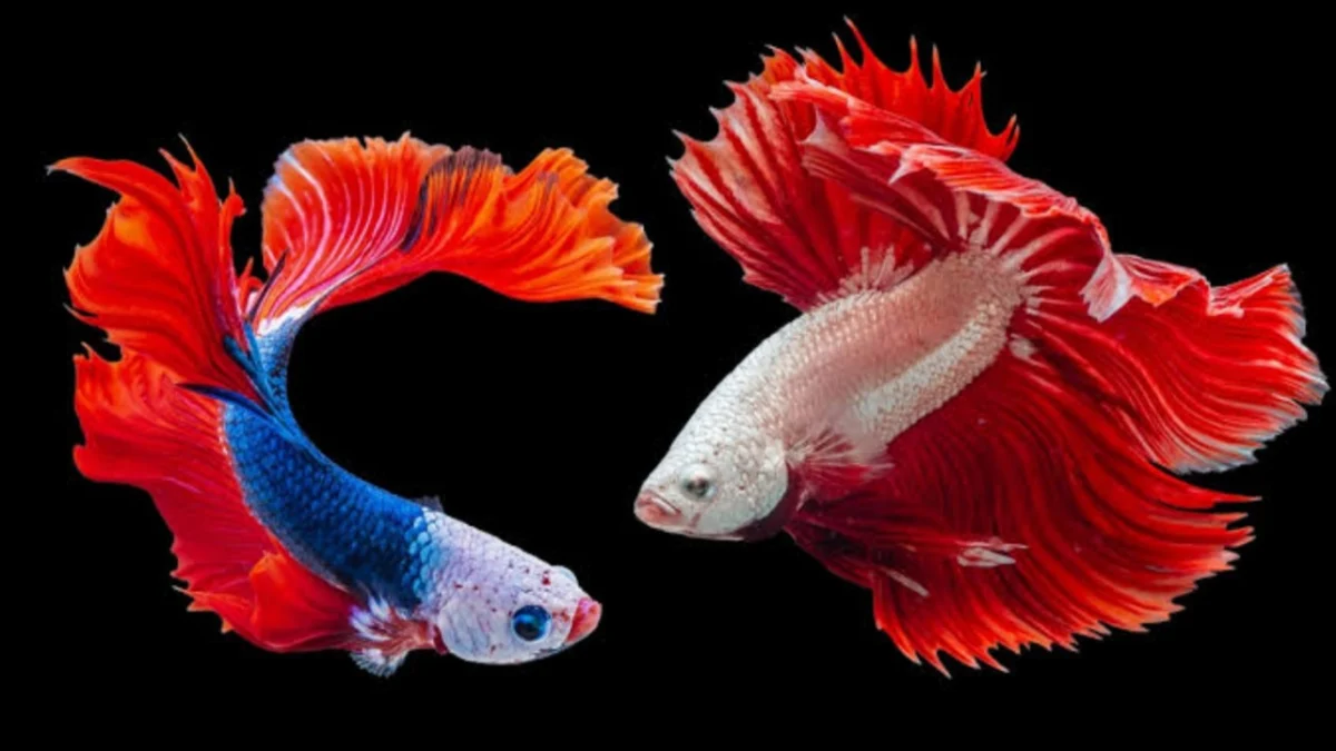 Di Tawar Rp5.000.000 Per Ekor, Ikan Cupang Ini Banyak Dicari Kolektor
