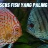 Dicari Kolektor Kaya Raya! Ikan Discus Fish yang Paling Mahal dan Harganya Tinggi