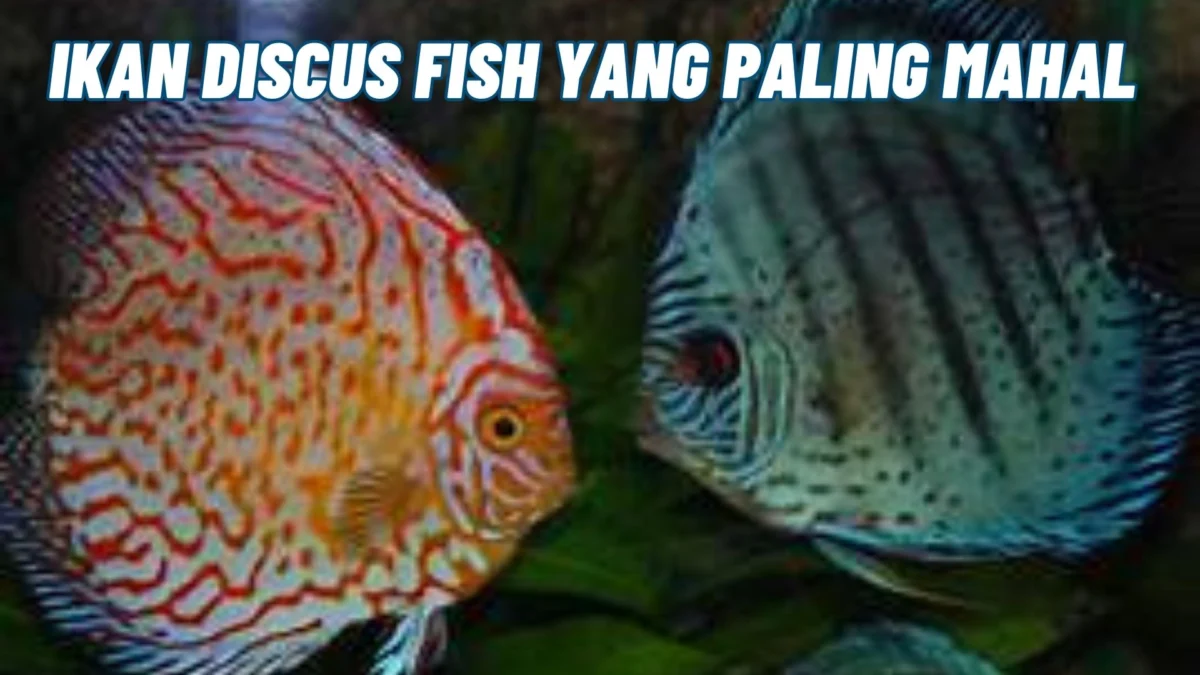 Dicari Kolektor Kaya Raya! Ikan Discus Fish yang Paling Mahal dan Harganya Tinggi