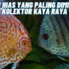 Ikan Hias Yang Paling Diminati Kolektor Kaya Raya yang Harganya Tinggi