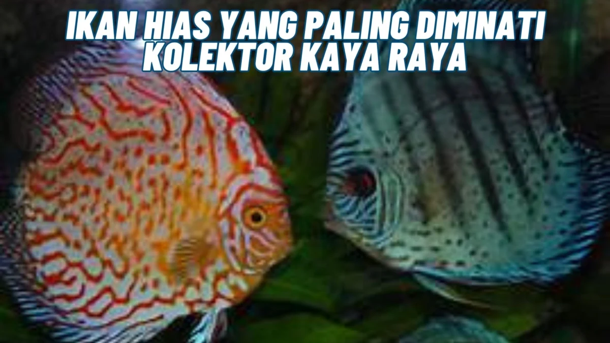 Ikan Hias Yang Paling Diminati Kolektor Kaya Raya yang Harganya Tinggi