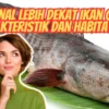 Mengenal Lebih Dekat Ikan Gabus, Karakteristik dan Habitatnya