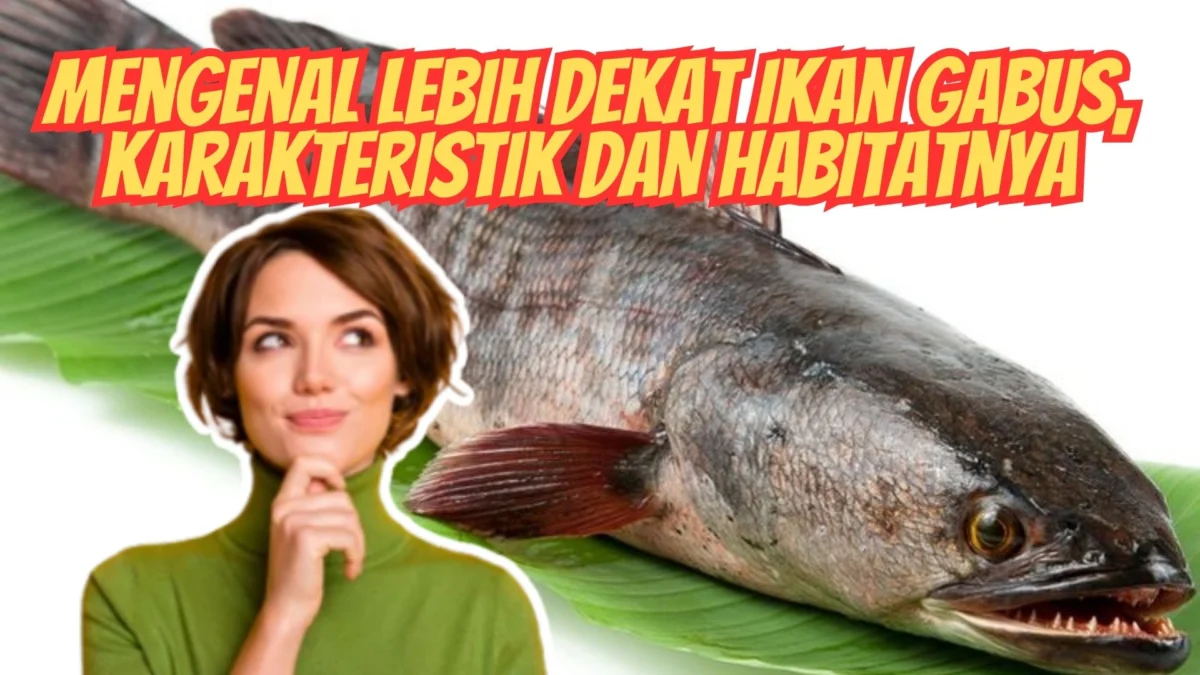 Mengenal Lebih Dekat Ikan Gabus, Karakteristik dan Habitatnya