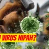 Pandemi Tersembunyi: Mengenal Virus Nipah Lebih Berbahaya Dari Covid-19, Cek Faktanya Disini!