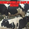 Beginilah1 Cara Mengkawinkan Sapi dengan Benar, Simak Penjelasannya Disini