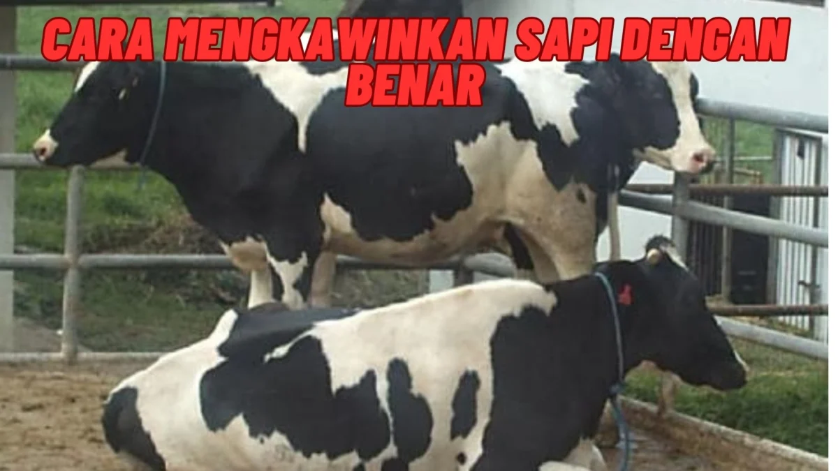 Beginilah1 Cara Mengkawinkan Sapi dengan Benar, Simak Penjelasannya Disini