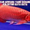 5 Jenis Ikan Arwana Yang Sedang Dicari Kolektor Kaya Raya, Penasaran? Cek Selengkapnya Disini