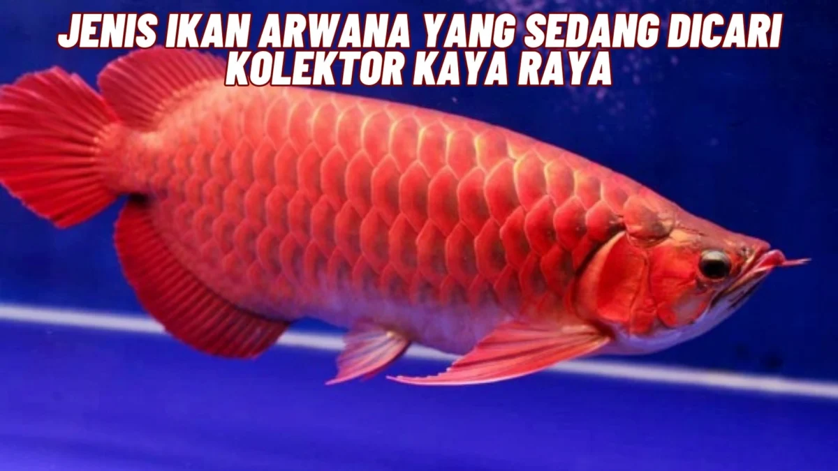 5 Jenis Ikan Arwana Yang Sedang Dicari Kolektor Kaya Raya, Penasaran? Cek Selengkapnya Disini