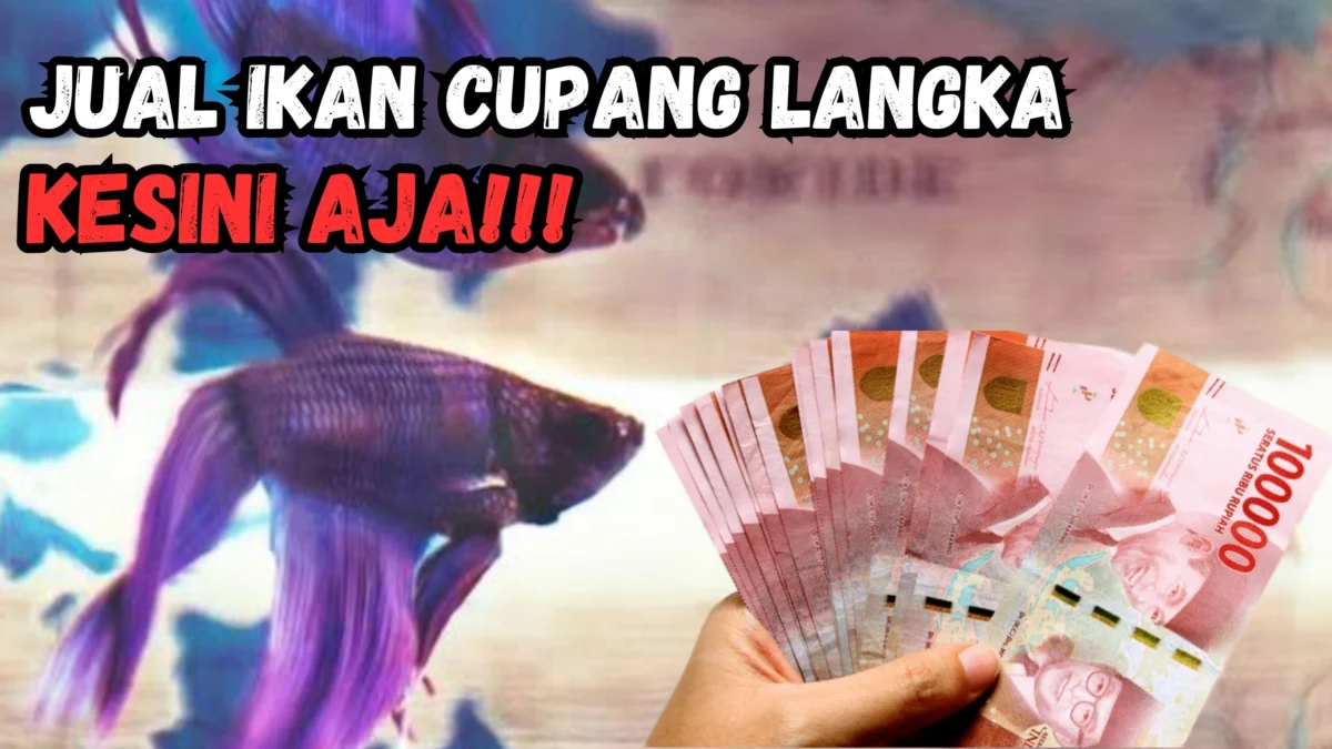 Di Tawar Rp5.000.000 Per Ekor, Ikan Cupang Ini Banyak Dicari Kolektor Di Tawar Rp5.000.000 Per Ekor, Ikan Cupang Ini Banyak Dicari Kolektor
