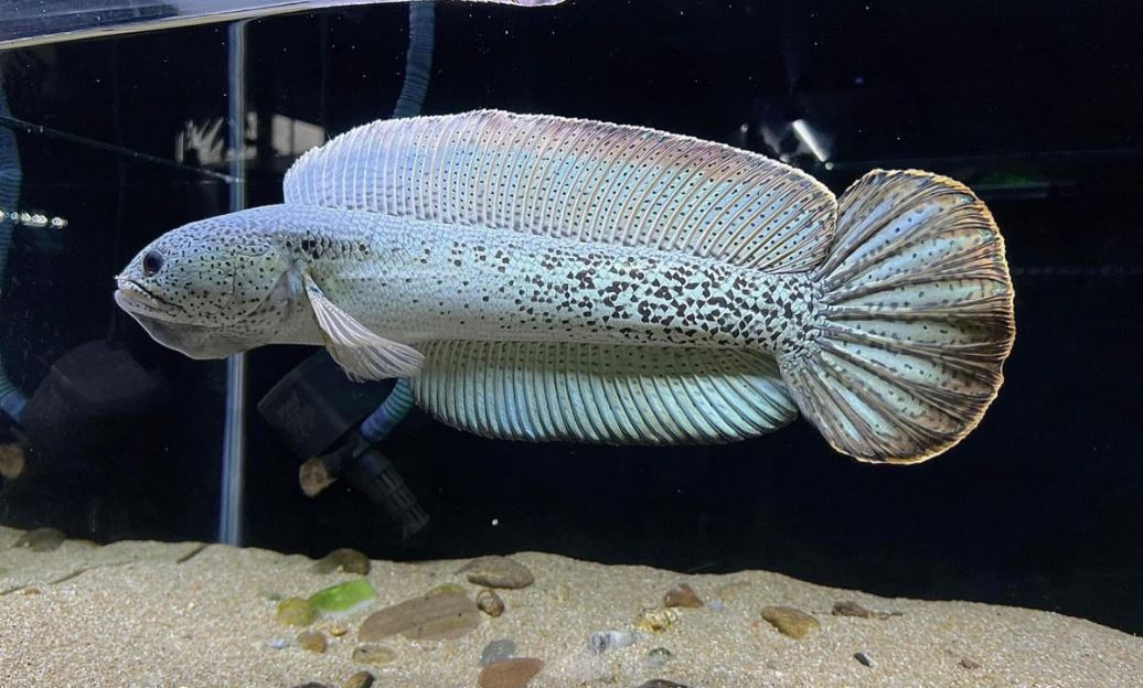 Ikan Channa Micropeltes Albino Ikan Termahal Dan Incaran Kolektor Sultan, Di Hargai Rp400 Juta