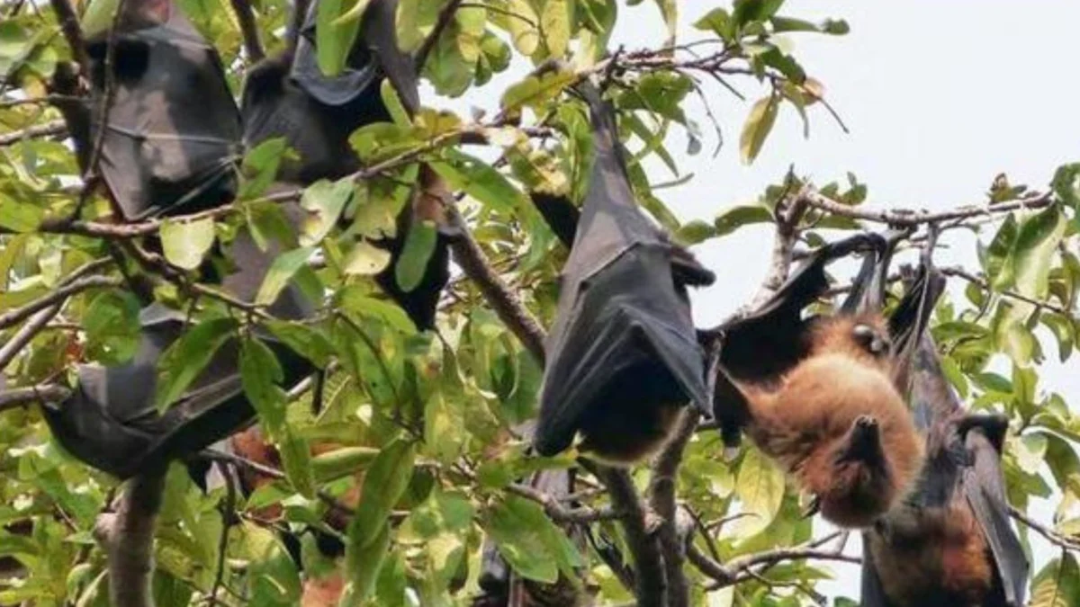 5 Cara Mengusir Kelelawar dari Pohon Buah Tanpa Merugikan Mereka