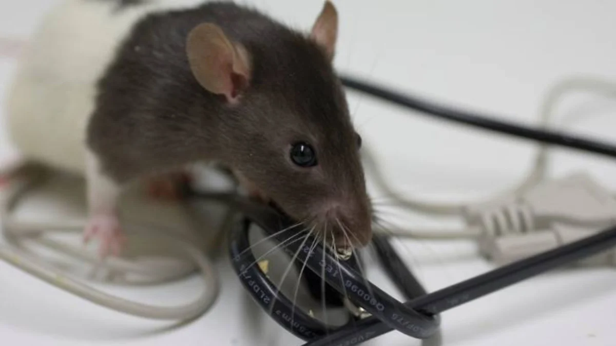 Ternyata Ini Penyebab Tikus Suka Gigit Kabel