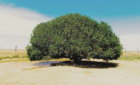 Pohon Sahabi di Yordania: Jejak Sejarah Tempat Berteduh Nabi