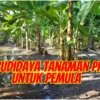 Panduan Lengkap Cara Budidaya Tanaman Pisang Untuk Pemula, Bisa Jadi Peluang Usaha 2024!