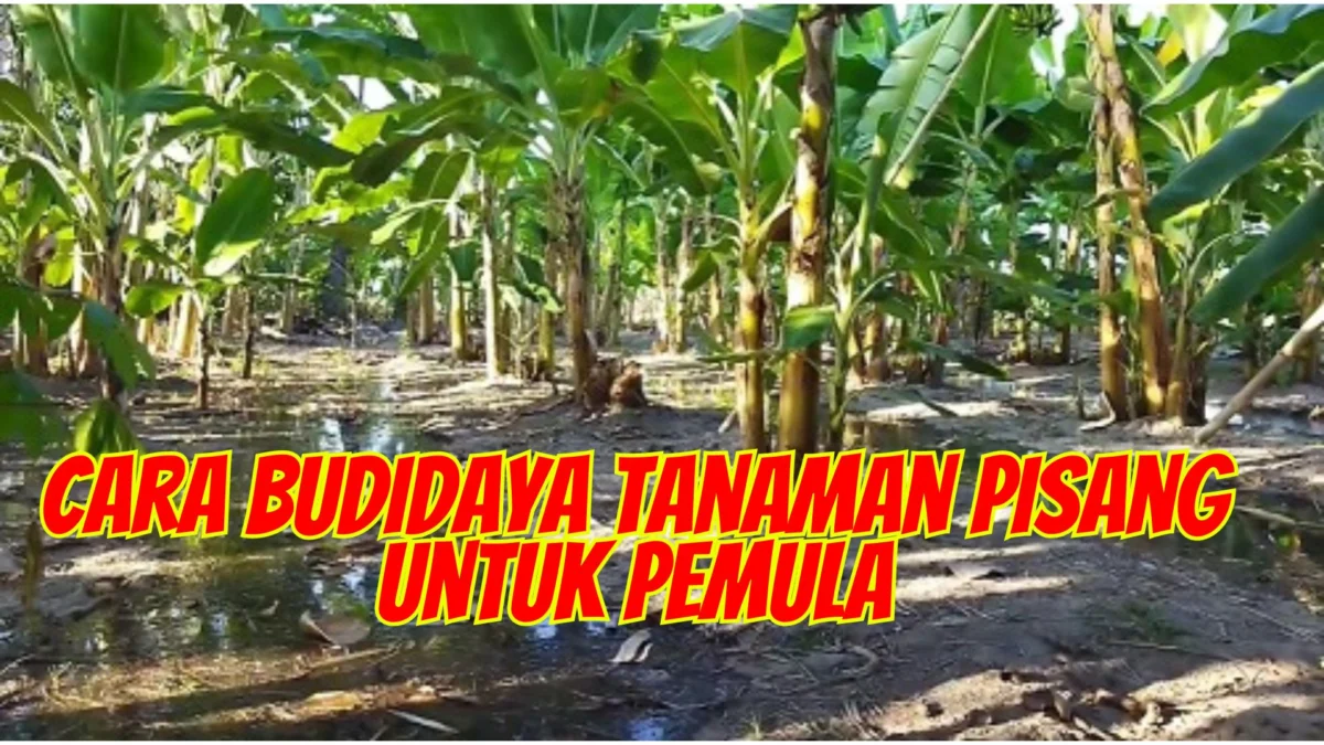 Panduan Lengkap Cara Budidaya Tanaman Pisang Untuk Pemula, Bisa Jadi Peluang Usaha 2024!