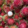 Anda Sudah Tahu Ini Belum? Simak Manfaat Buah Rambutan yang Bagus Buat Kesehatan