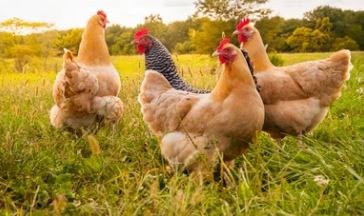 Peternak Ayam Harus Tahu! Cara Membuat Pakan Ayam Agar Cepat Besar