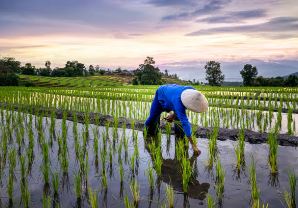 Simak Cara Menanam Padi dengan Baik Agar Hasilnya Memuaskan