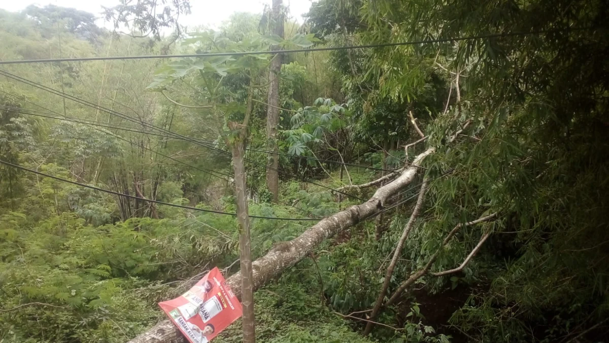 Pohon Tumbang di Desa Cibatu Menimpa Kabel