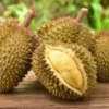 Ketahui Terlalu Banyak Makan Durian Bisa Menyebabkan Efek Samping