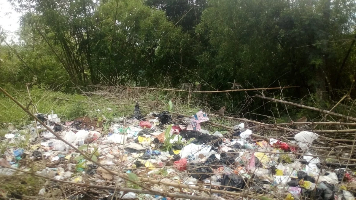 Gerombolan monyet serbu tumpukan sampah