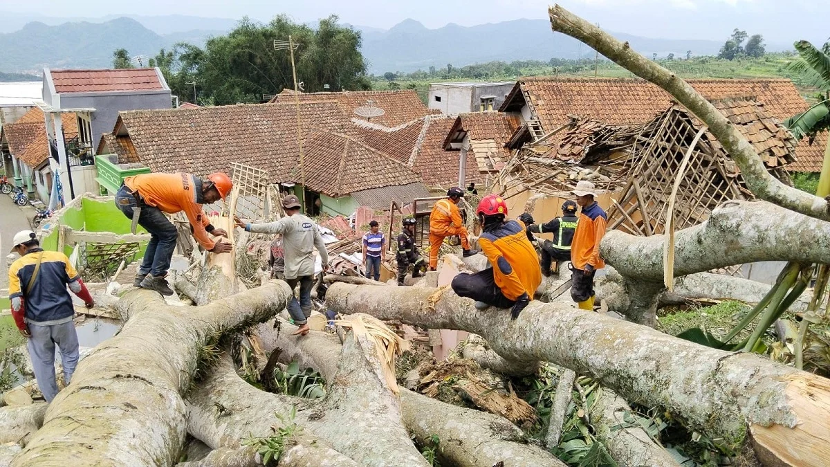 pohon beringin tumbang