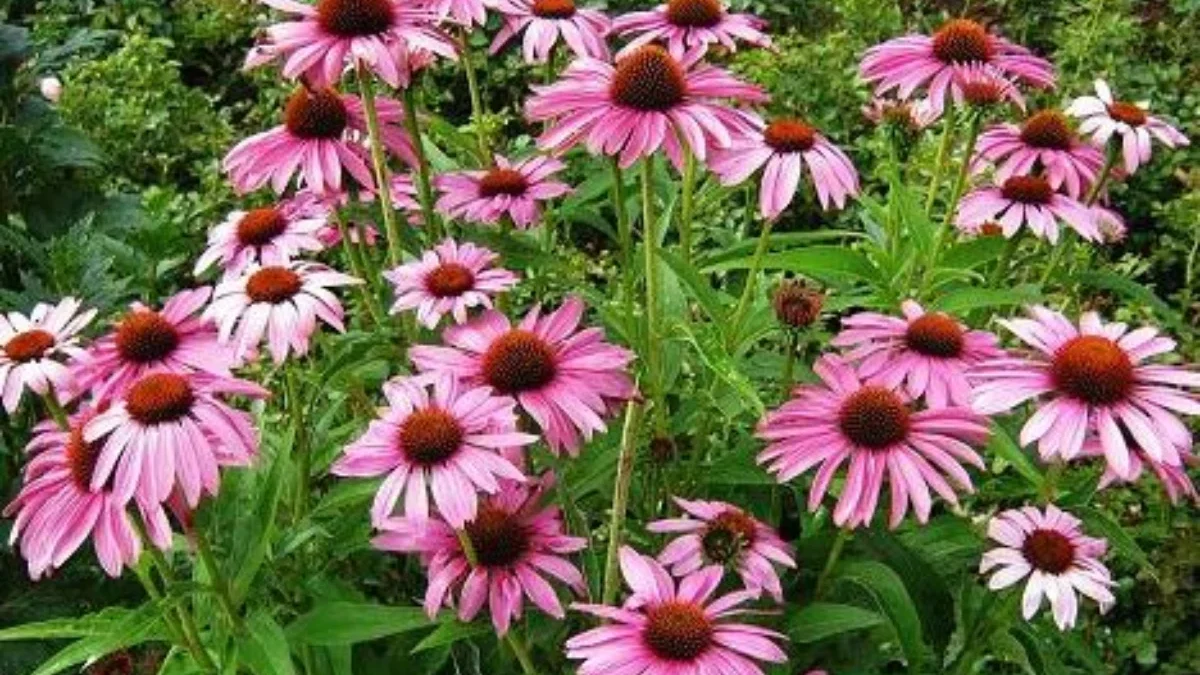 Jaga Imun Tubuh Agar Tetap Sehat Ketika Puasa, Inilah Manfaat Tanaman Herbal Echinacea