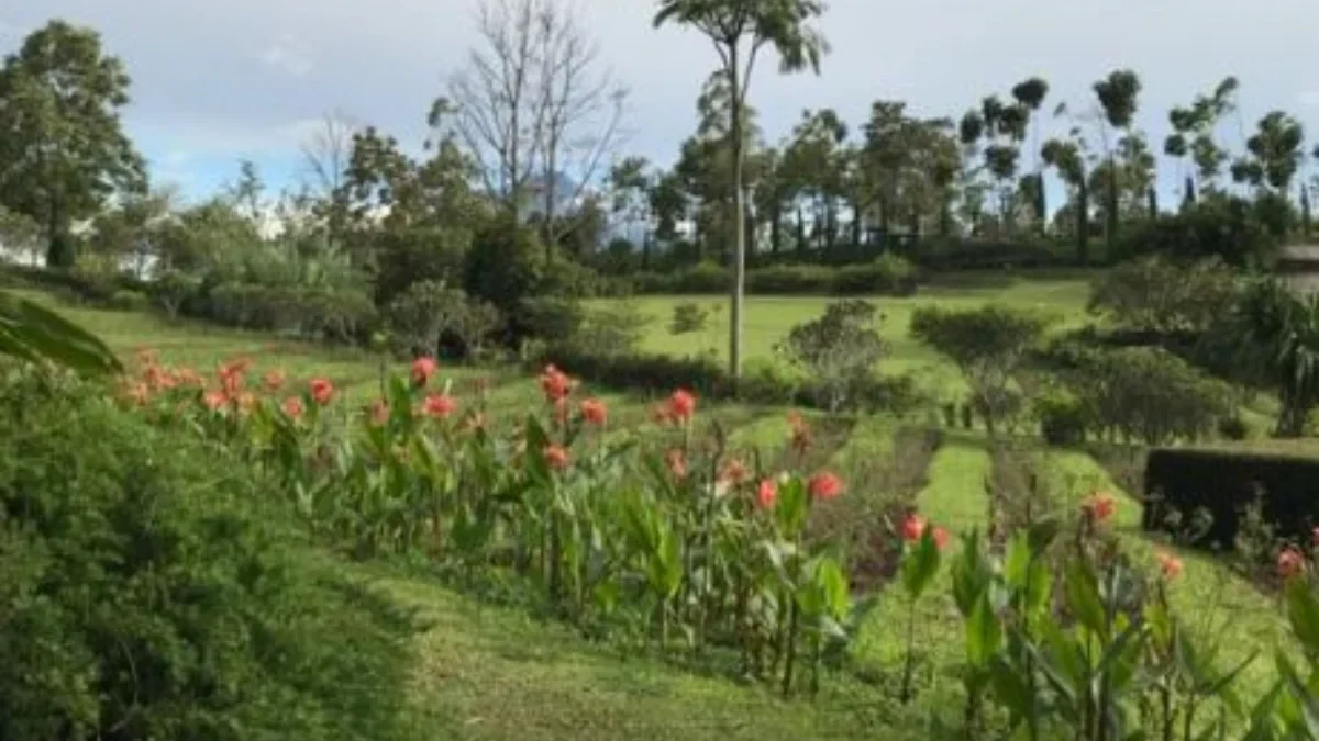 Simak Nih Fakta Menarik Kebun Mawar Garut dan Rasakan Ademnya Hati di Sana