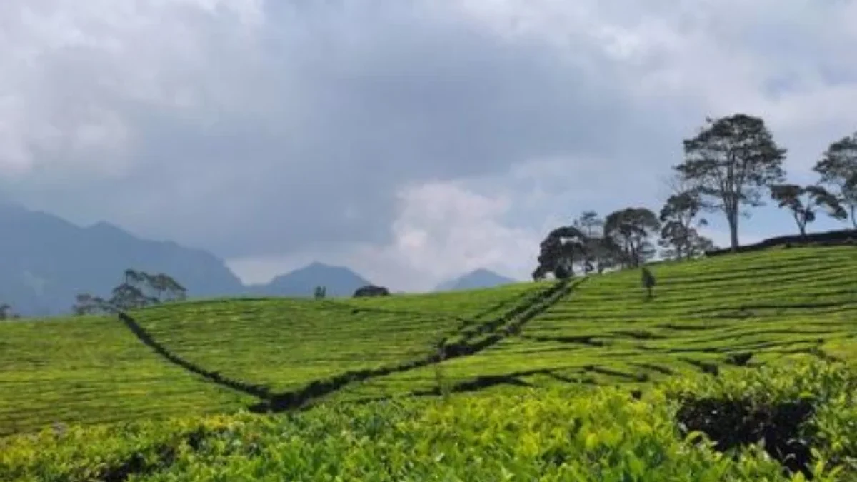 Ini Nih 5 Rekomendasi Tempat Destinasi Wisata Kebun Teh Garut