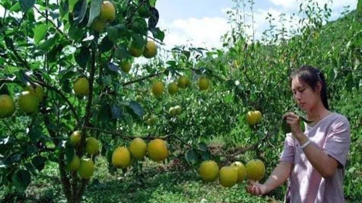 Selain Pemandangannya Indah, Wisata Kebun Jeruk Eptilu Garut Ini Bisa Tambah Wawasan Tentang Perkebunan