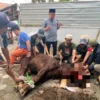 Prosesi penyembelihan hewan qurban di DPC PKB Garut yang dipimpin langsung oleh Ketua Dadan Hidayatullah, sela