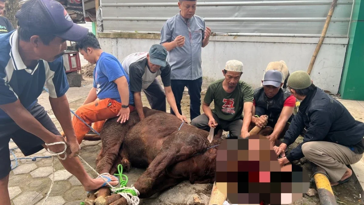 Prosesi penyembelihan hewan qurban di DPC PKB Garut yang dipimpin langsung oleh Ketua Dadan Hidayatullah, sela