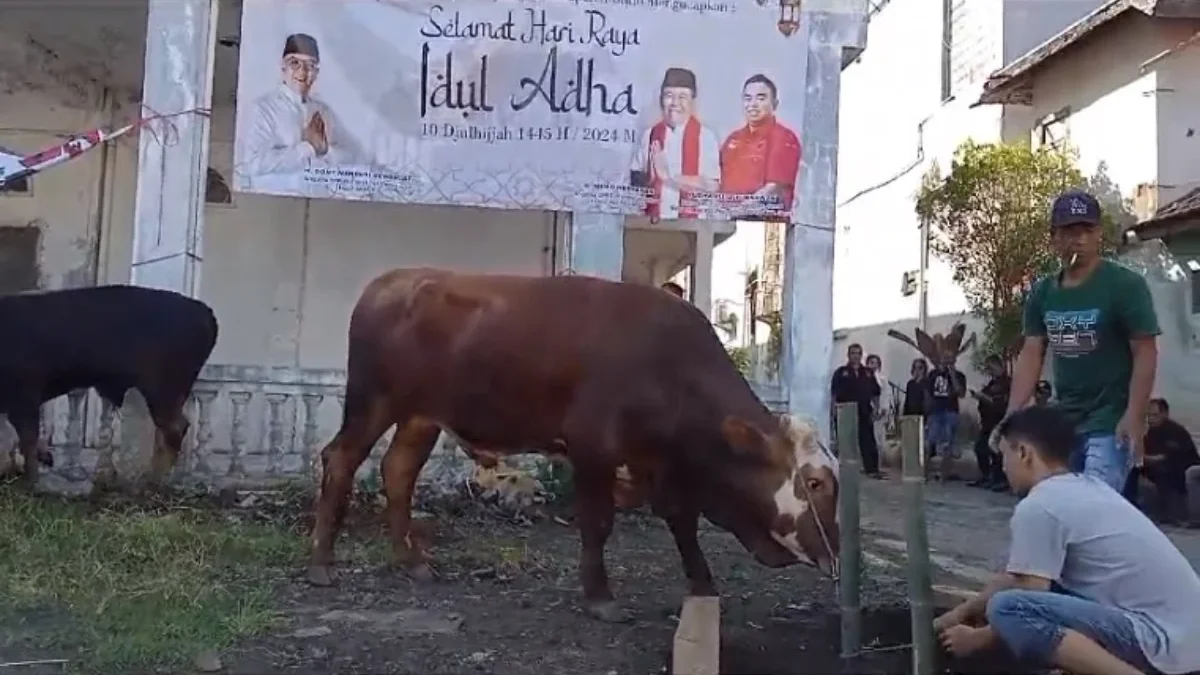 H. Memo Hermawan, Anggota DPRD Provinsi Jabar berkurban sapi di kantor DPC PDI Perjuangan Garut