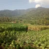 Musim kemarau para petani di Desa Sukaluyu Kecamatan Sukawening memilih menanam tembakau dan jagung, .(pepen a