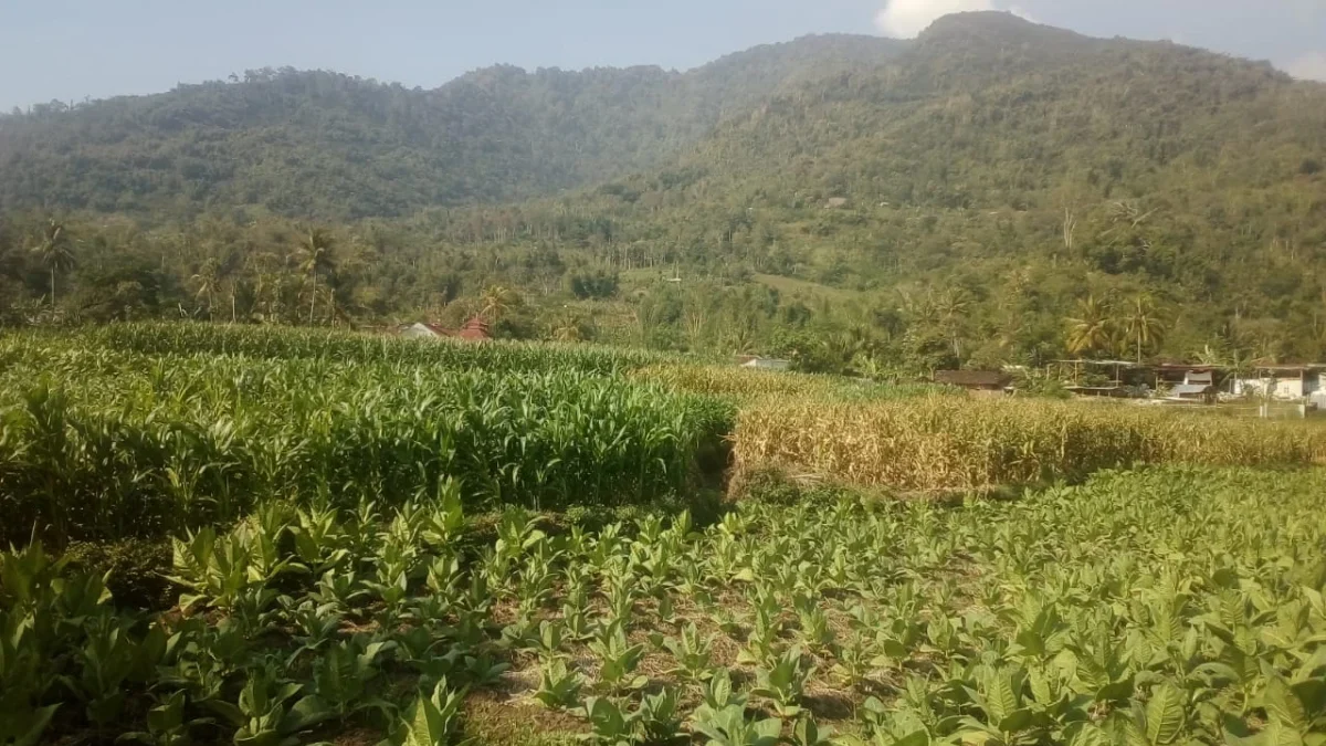 Musim kemarau para petani di Desa Sukaluyu Kecamatan Sukawening memilih menanam tembakau dan jagung, .(pepen a