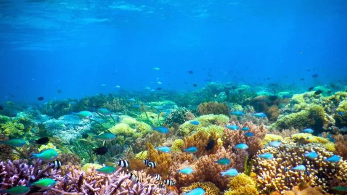  Menjelajahi Dunia Bawah Laut: Keajaiban Terumbu Karang